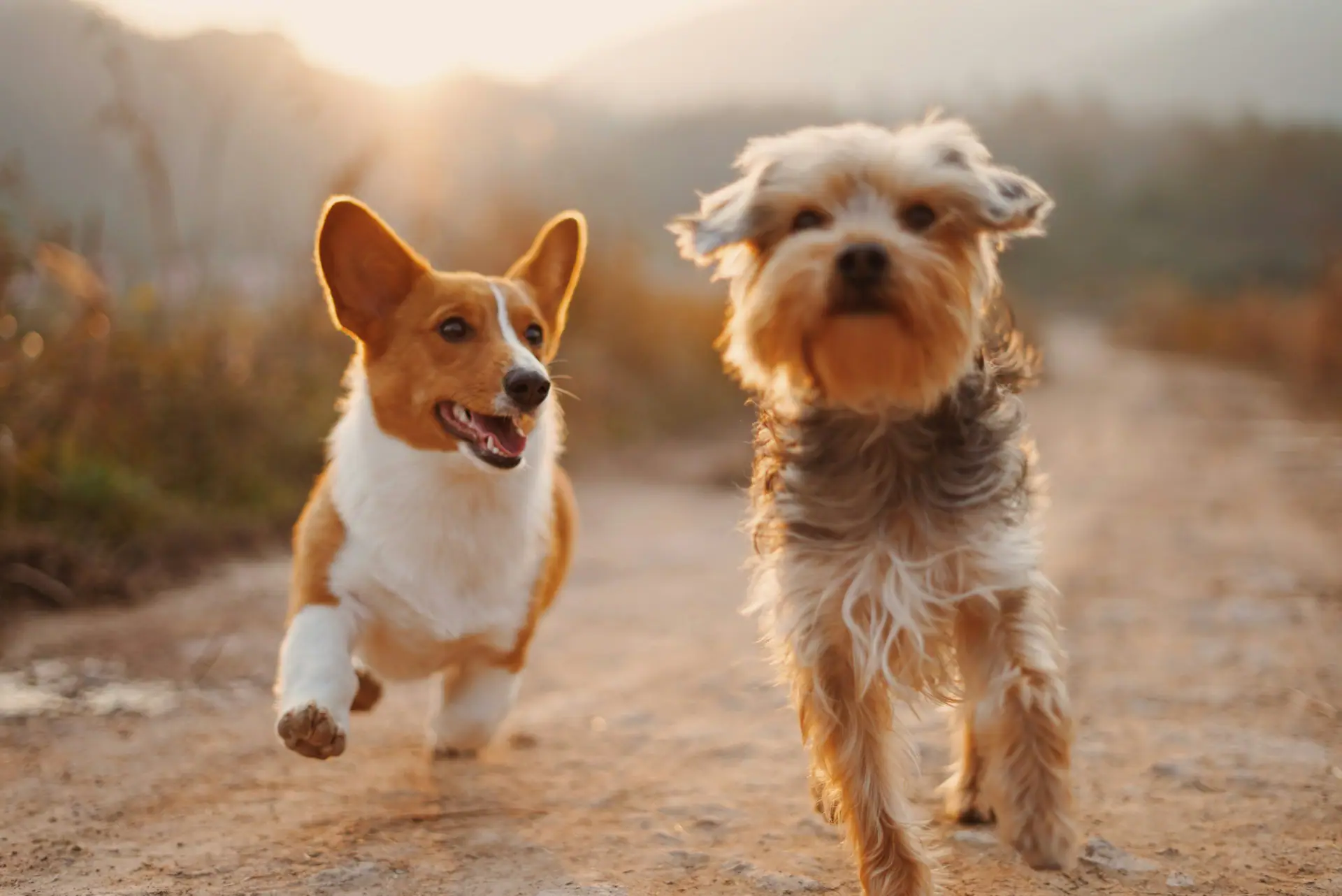 Le Puppery mobile dog grooming service image