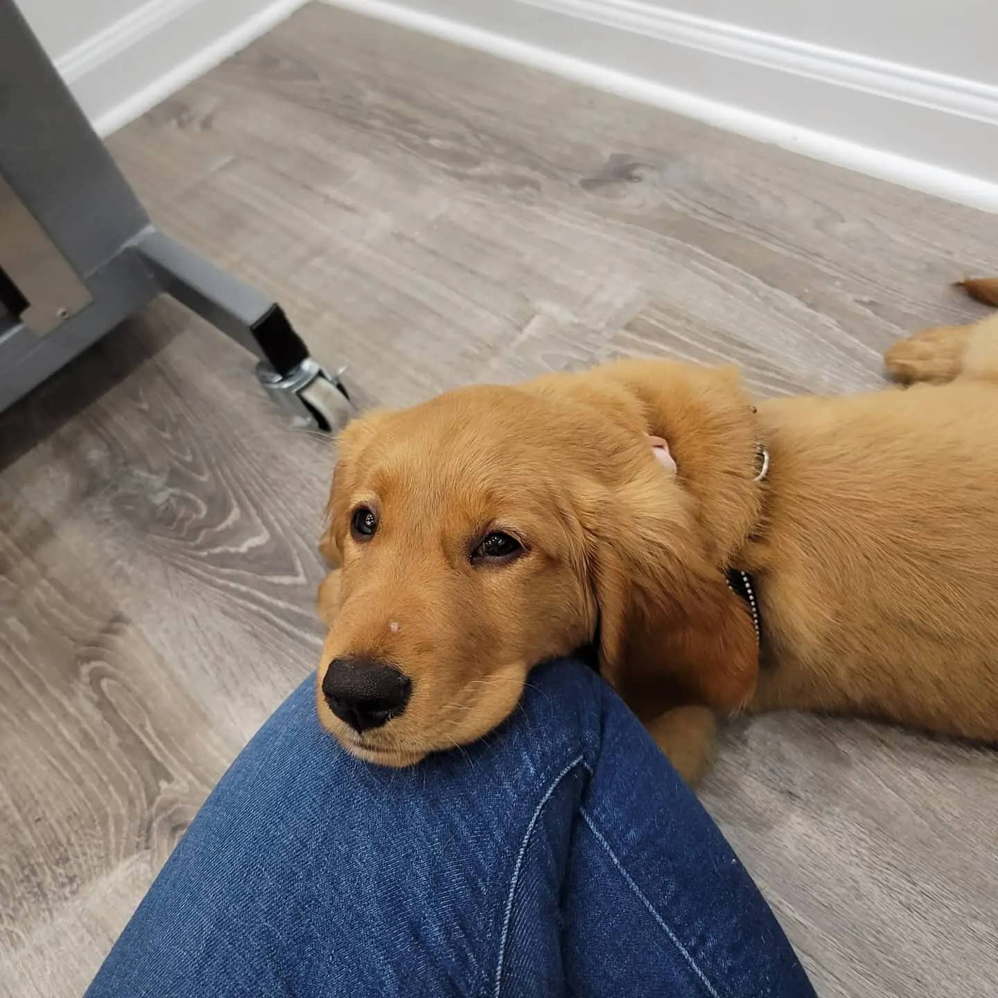 Puppy package image from Wag and Wander Mobile Grooming Studio