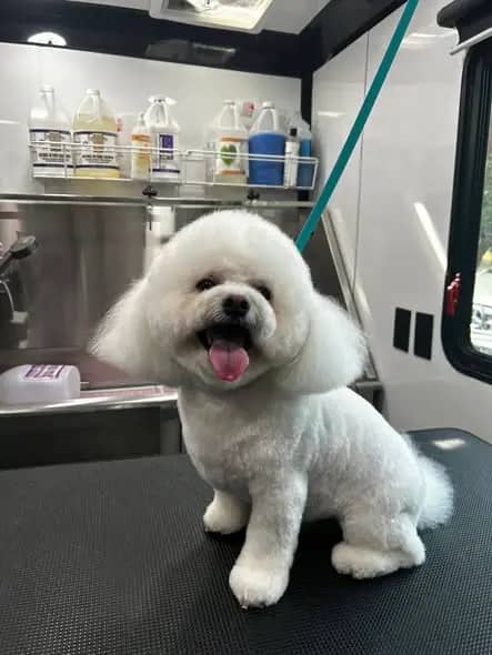 Freshly groomed Bichon from Lush Cuts Mobile Dog Grooming