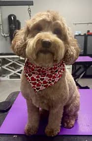 After-groom photo from Tan's Paw Spa gallery