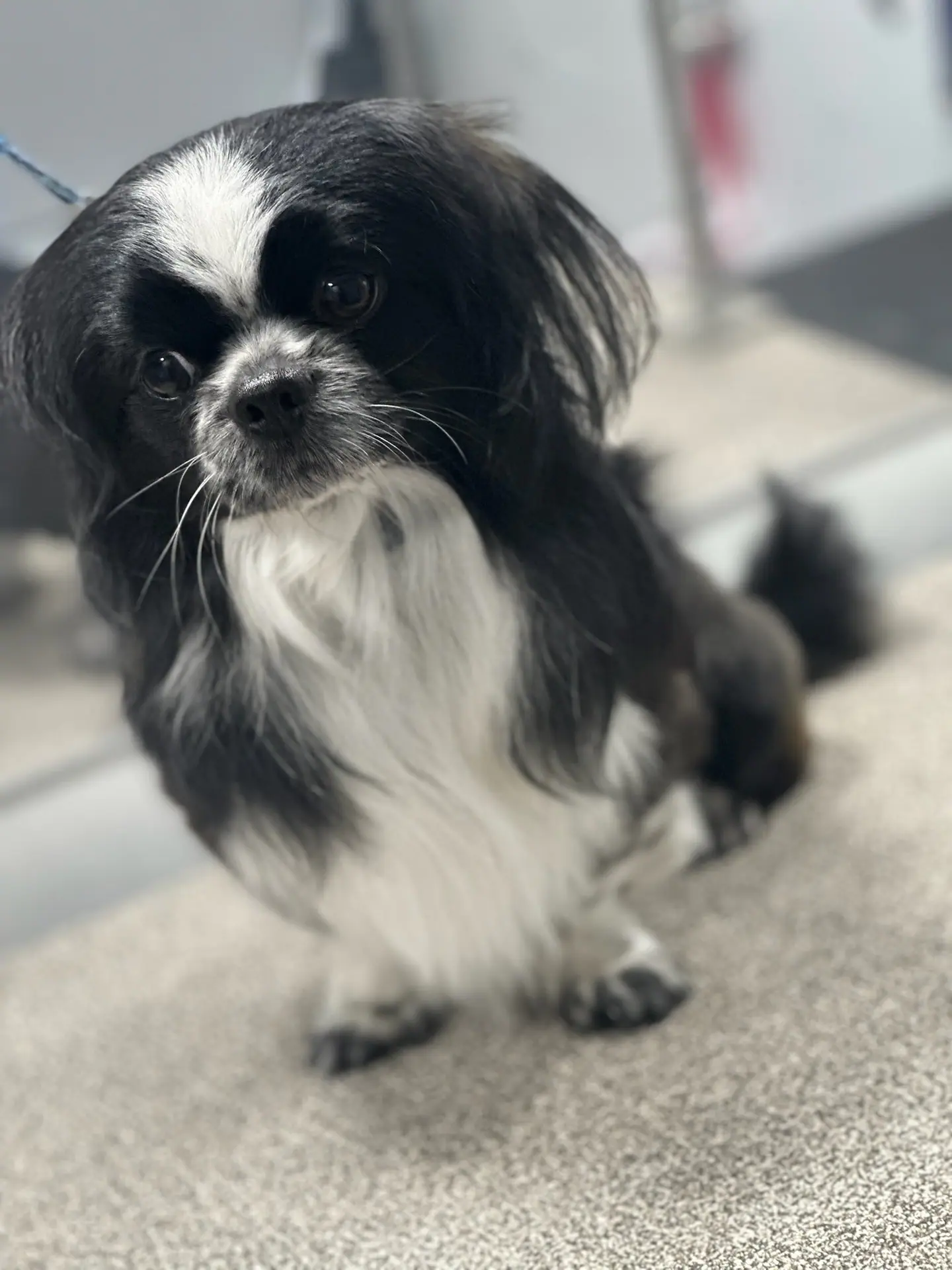 Pup Scouts groomer caring for a dog inside the van