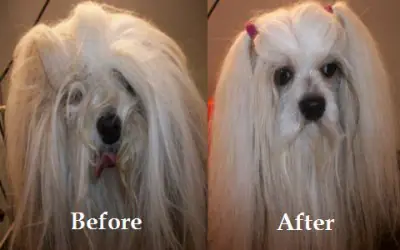 Before and after dog grooming result from A Bath & Buzz