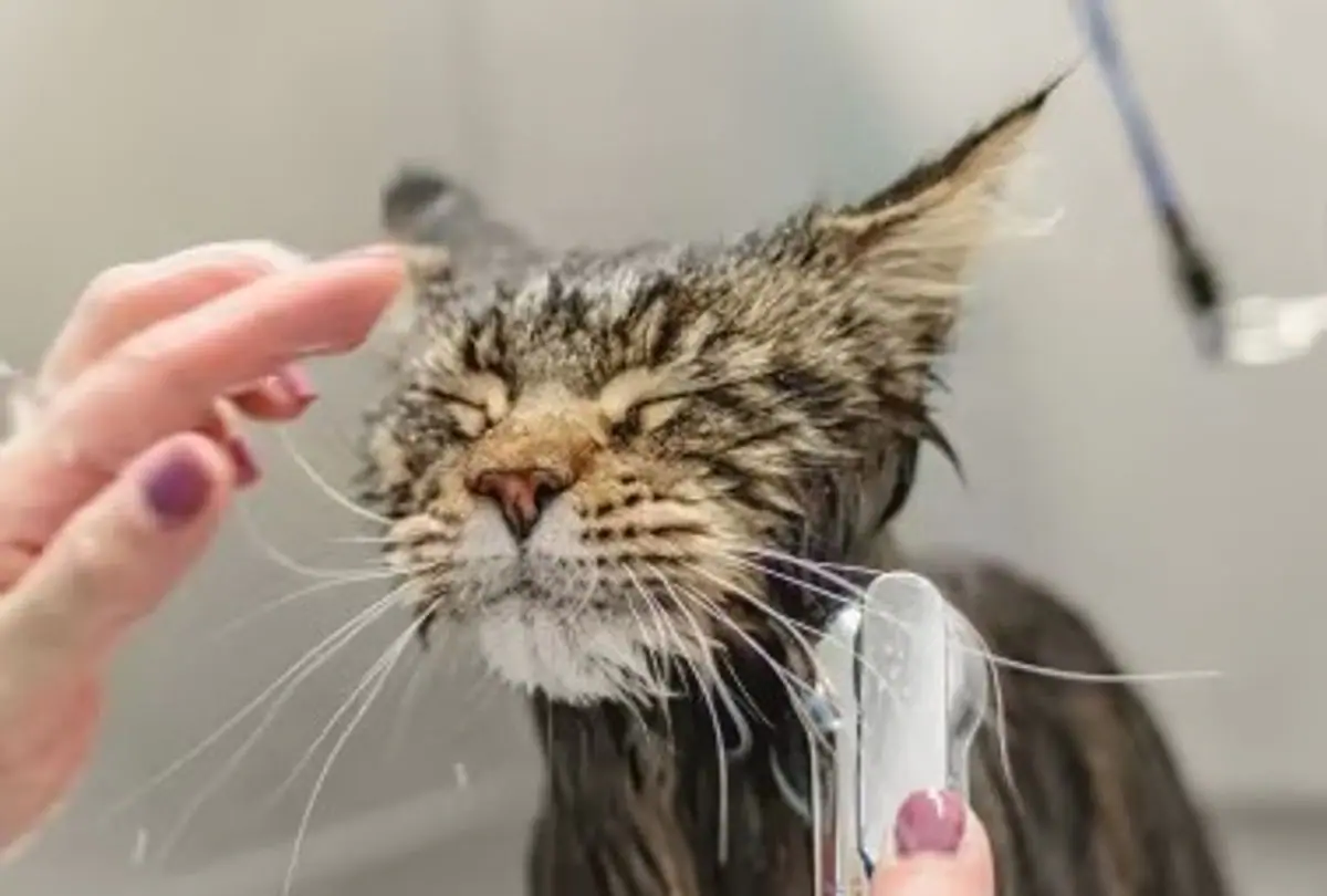 Cat grooming service image from Pahoa Pet Grooming