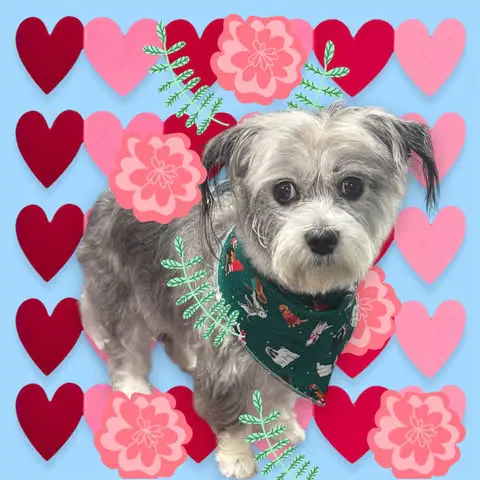 Dog grooming result from CC's Mobile Pet Spa