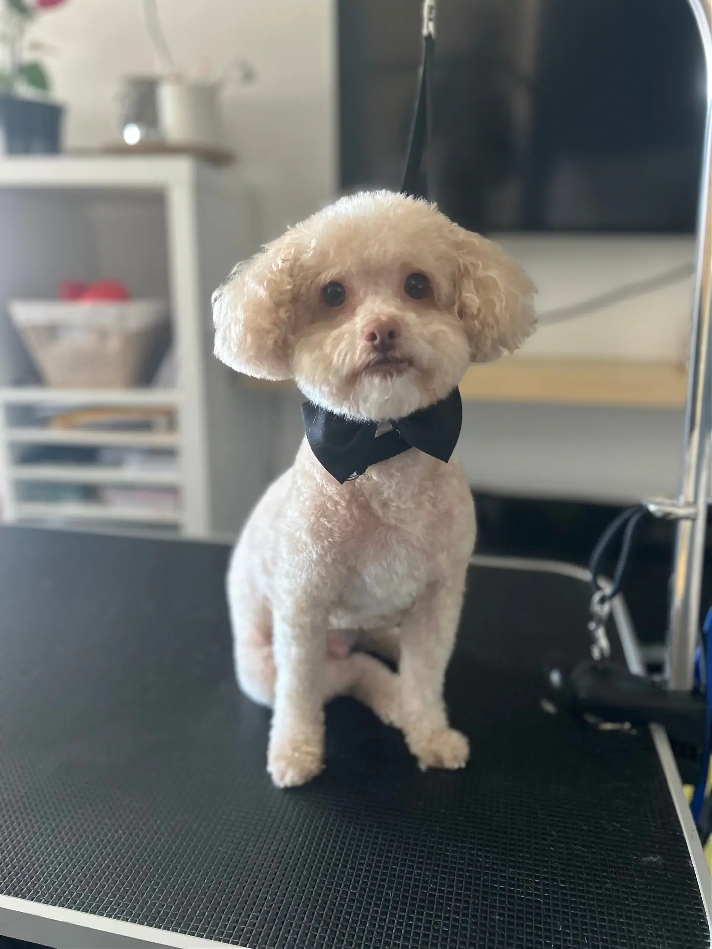 Freshly groomed dog featured by The Pawfection Palace