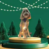 ShamPoochie’s Mobile Dog Grooming photo 2