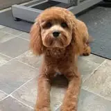Additional pet grooming image from The Pet Tailor
