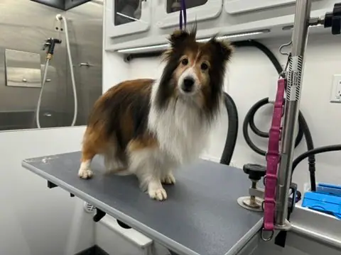 Groomed dog from Yukon Tails Mobile Pet Grooming