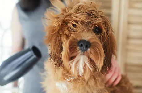 Dog being blow-dried during a Mutty Pawz Grooming appointment.