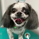Another groomed dog photo from Hairy Hounds House Calls