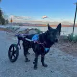 Water Dog Mobile Grooming business photo
