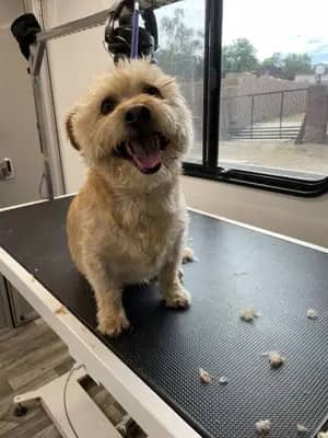 Traveling For The Pets Mobile Grooming grooming setup photo