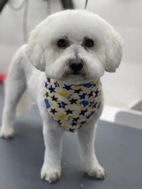 Small white dog wearing a bandana after grooming