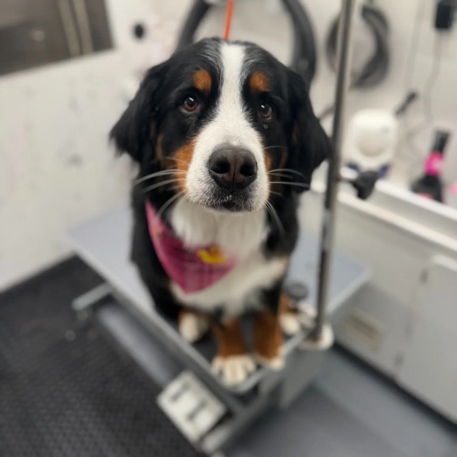 Groomed pet featured by Yukon Tails Mobile Pet Grooming