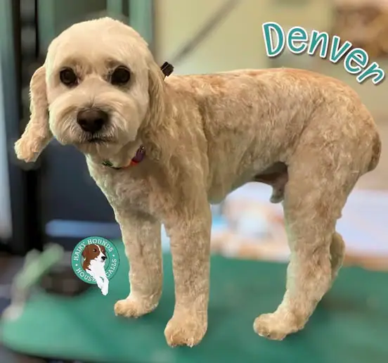 Recently groomed dog from Hairy Hounds House Calls Dog Grooming