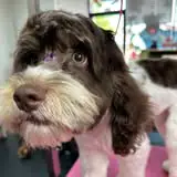 Pet grooming photo from Magnolia Pet Spa LLC gallery