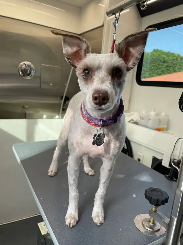 Aqua Doggy Mobile Pet Grooming van or grooming image from the official site