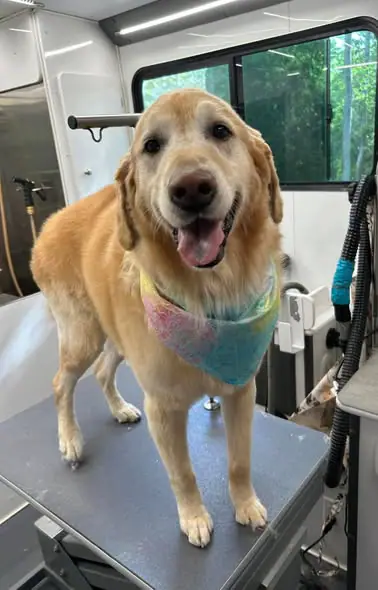 Another groomed dog photo from Absolute Pawfection Mobile Pet Salon