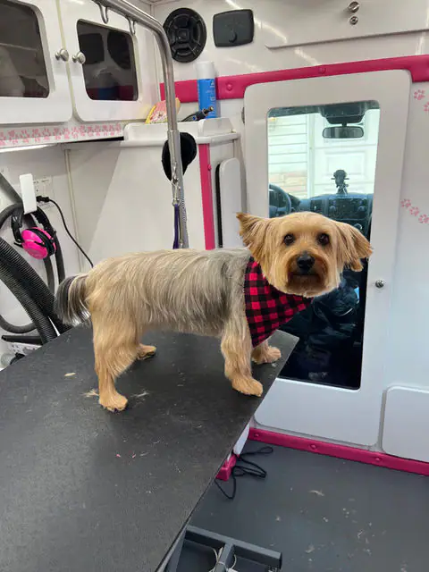 Pampered Paws Mobile Grooming service image