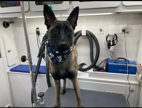 Dog standing on a grooming table inside K9 Cosmetology's mobile grooming van