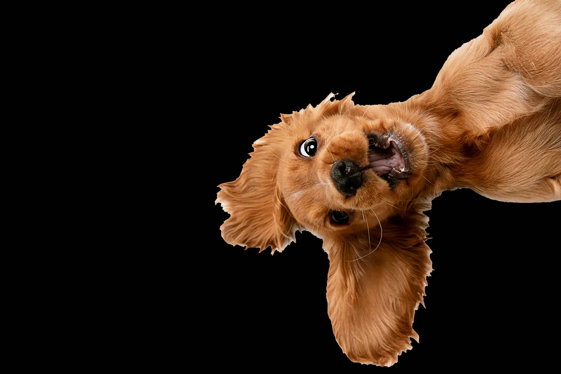 Dog featured on Kitty's Dog Spa mobile grooming website