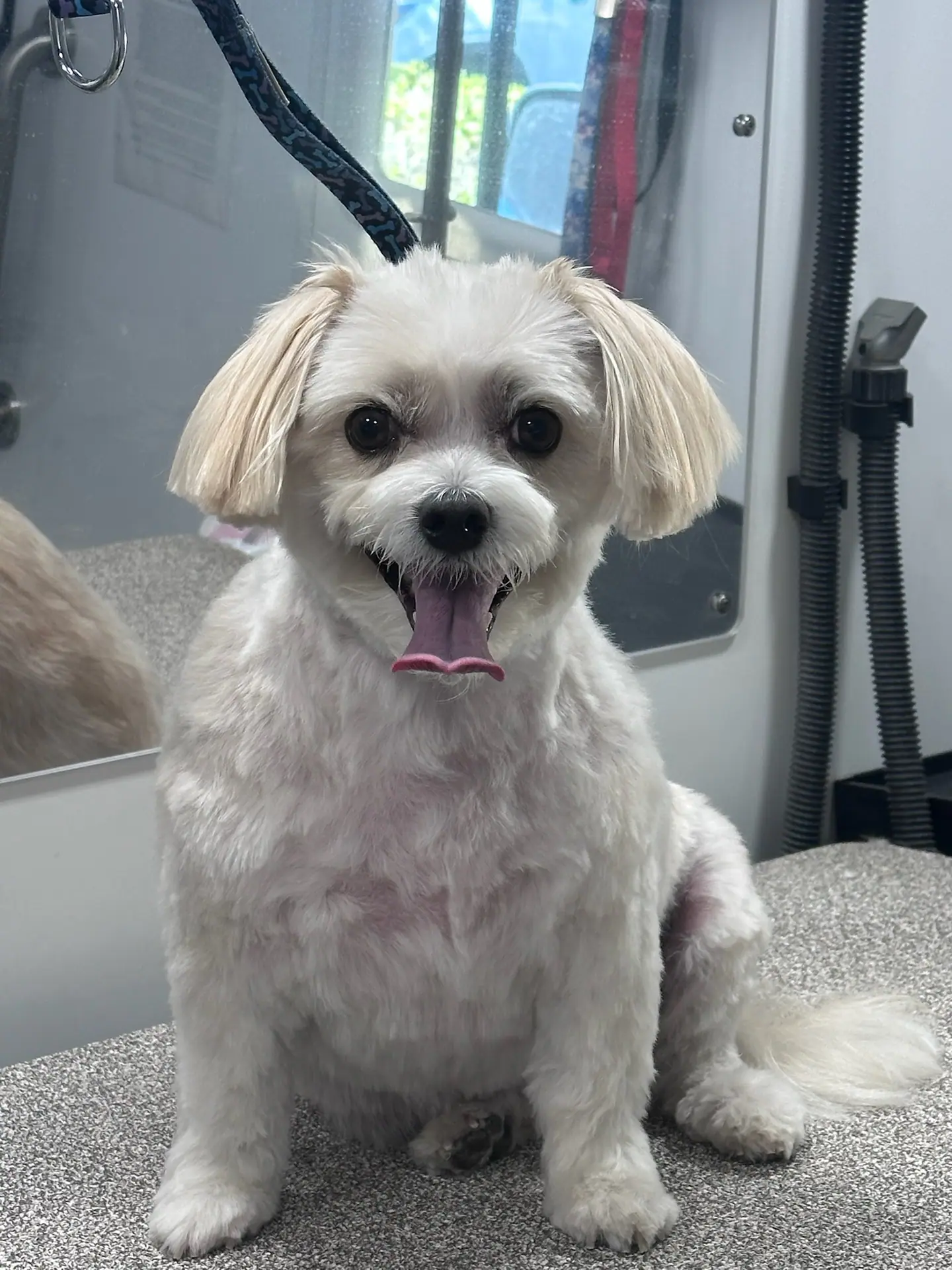 Dog receiving luxury mobile grooming service from Pup Scouts