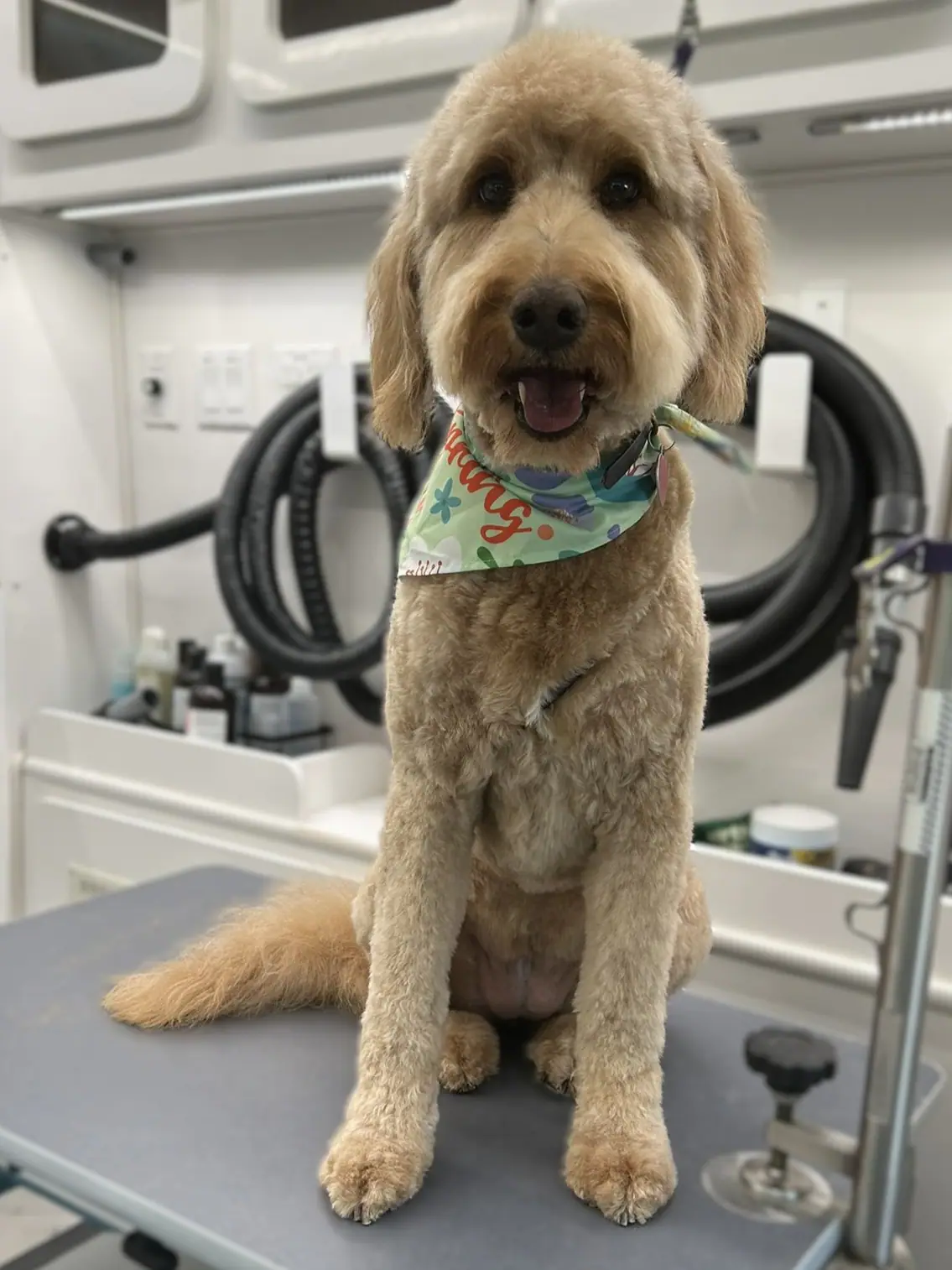 Goldendoodle after grooming from Barks and Bubbles Mobile Spa Instagram