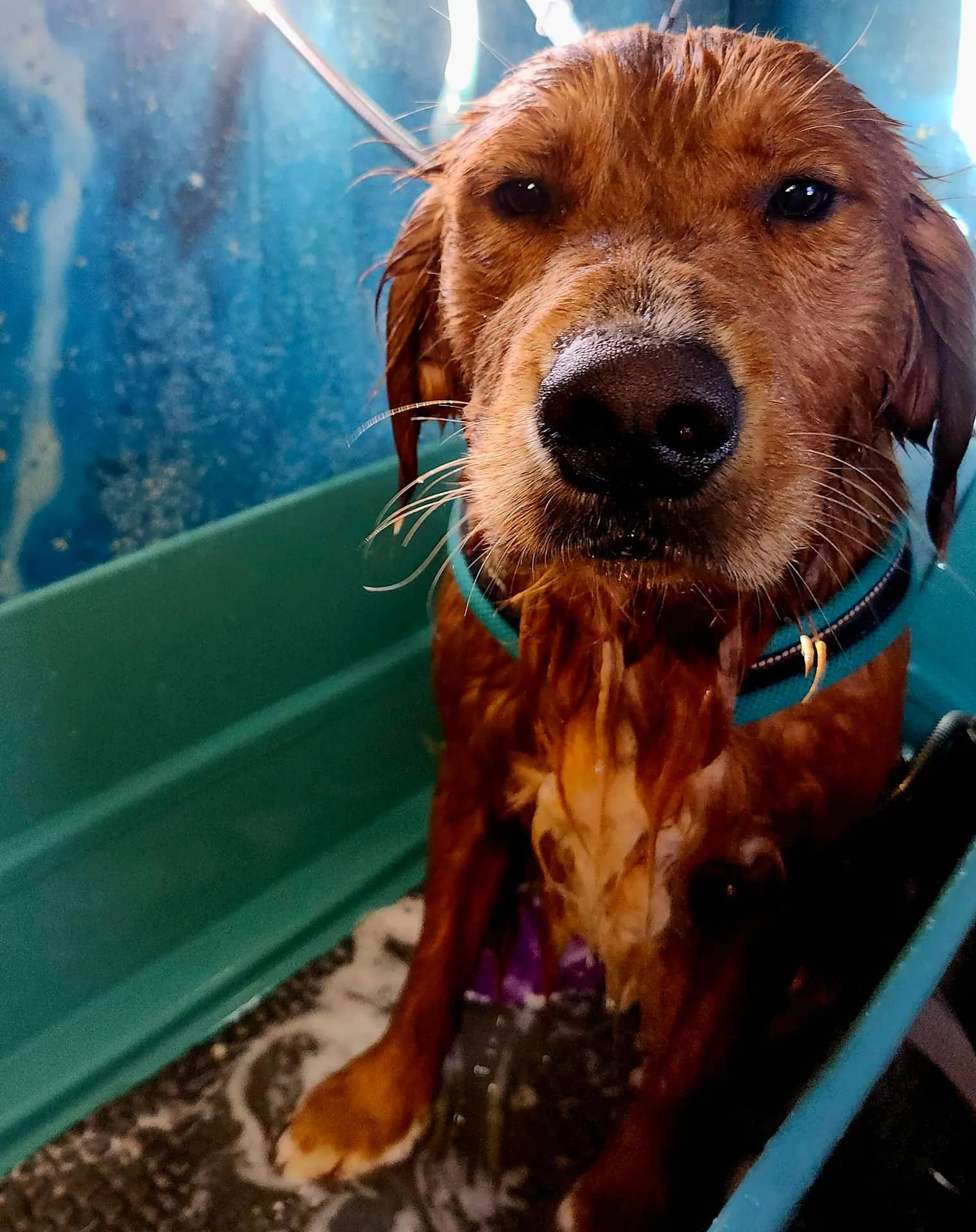 Ticklez Mobile Dog Wash dog wash setup