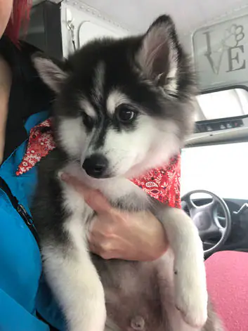 Gallery pet image from Dogs N Divas Mobile Grooming