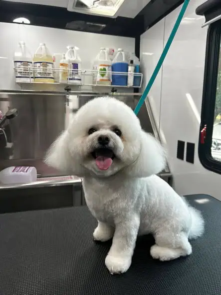 Another freshly groomed dog from Lush Cuts Mobile Dog Grooming