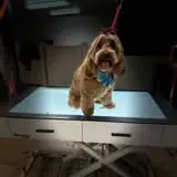 Dog grooming photo from Starlite Grooming