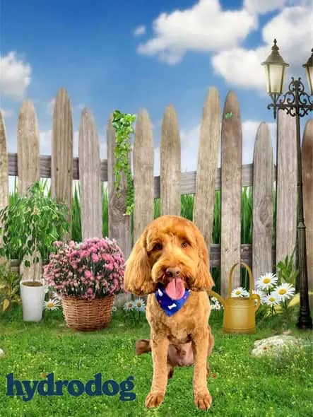 Groomed dog from HydroDog (Gumbeaux) mobile pet grooming in Lake Charles