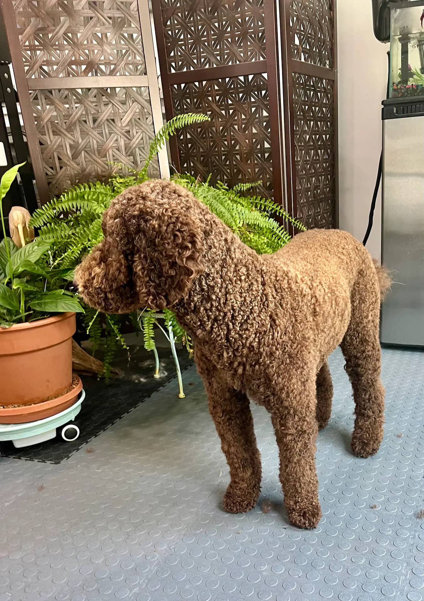 Freshly groomed dog at The Canine & Kitty Co.