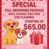 Another pet grooming result from Fairy Tails Pet Spa