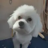 Dog grooming result photo from Shela's Mobile Dog Grooming