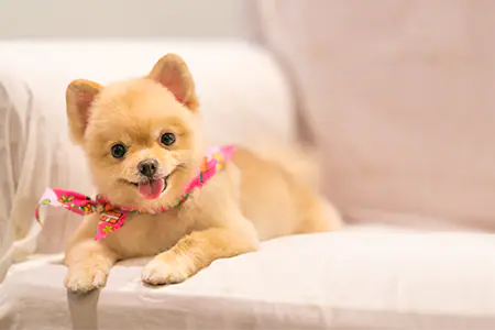 Freshly groomed dog from Pawsitively Purrfect