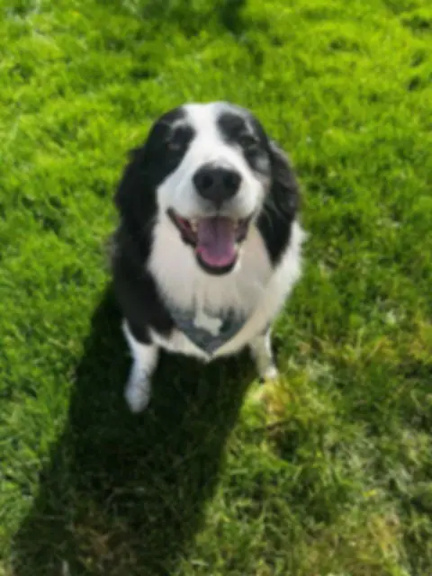 Groomed dog from Unleashed Mobile Pet Grooming gallery