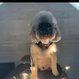 ShamPoochie’s Mobile Dog Grooming photo 3
