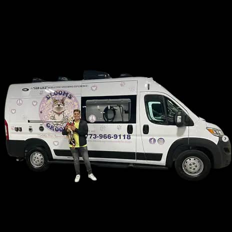 Freshly groomed dog shown on Blooms Grooms Mobile website
