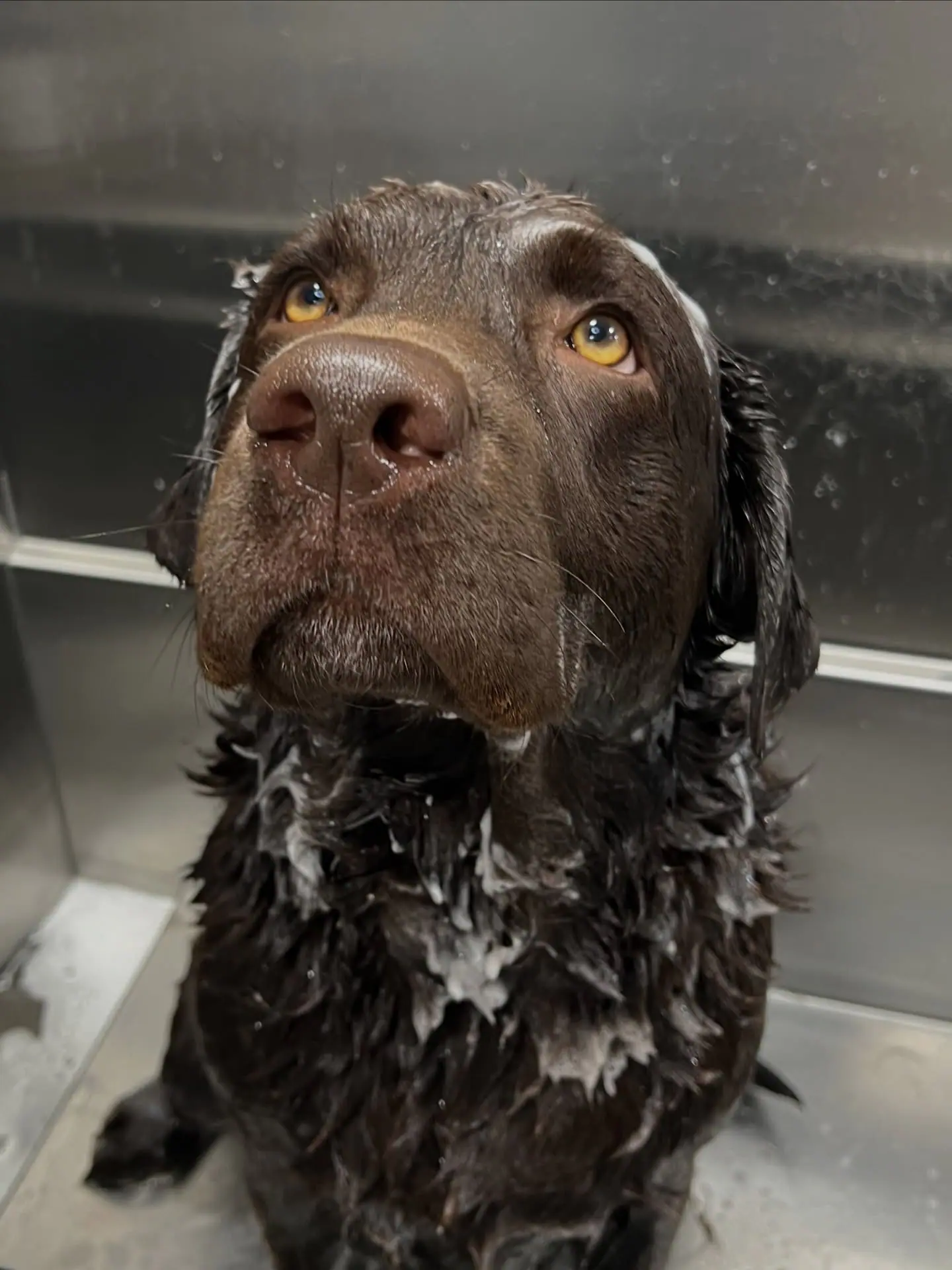 Dog climbing confidently into Soapy Tails grooming van