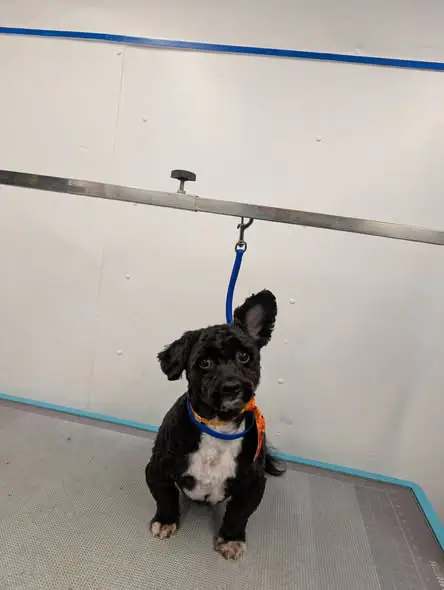 Another groomed pet shared by Fast & Furry Mobile Grooming