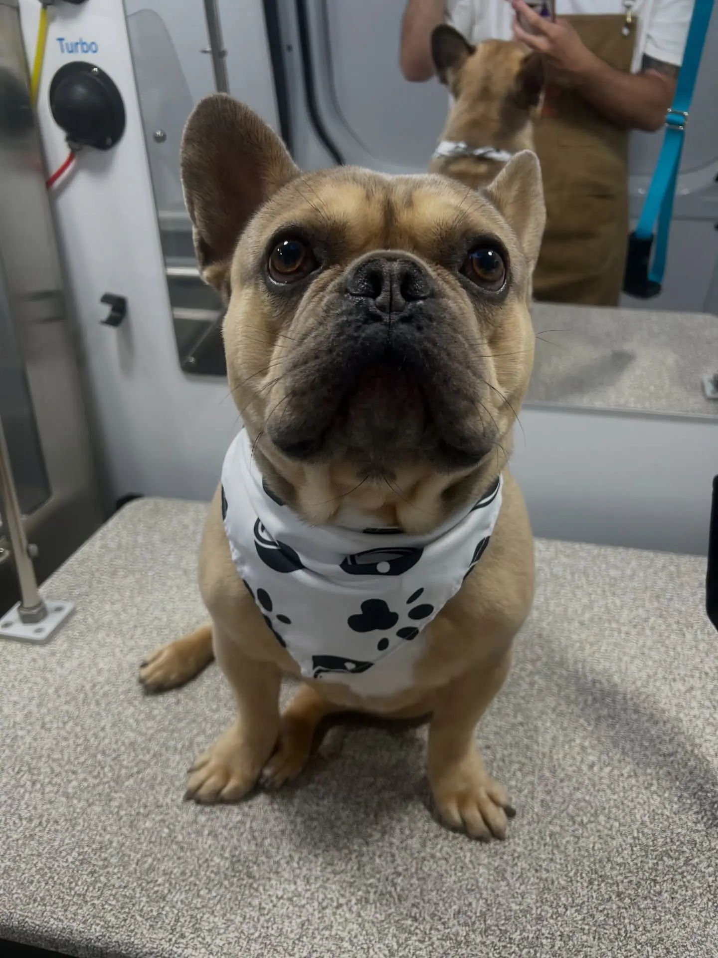 Fresh clean dog from Soapy Tails photo feed
