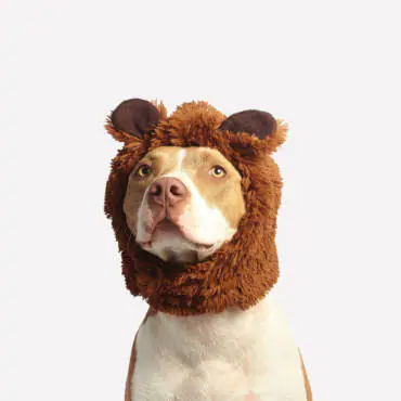 Styled dog from Palm Beach Grooming gallery