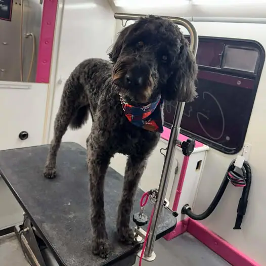 Dog after a mobile grooming appointment from Grooming With Kate