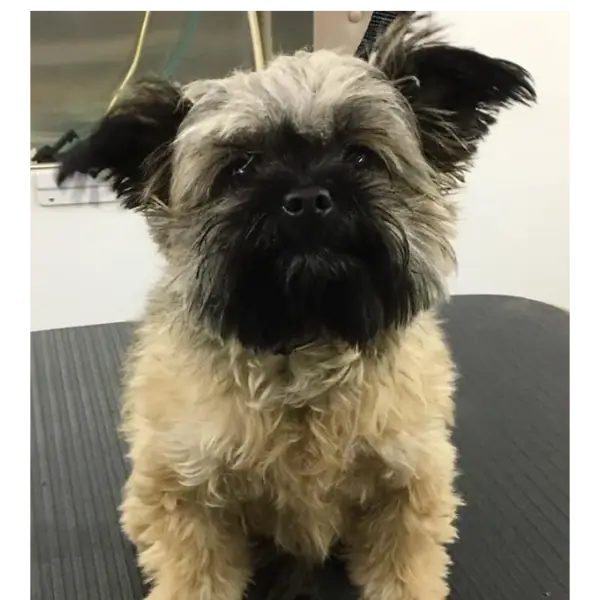 Soapy Dog Mobile Dog Grooming service image