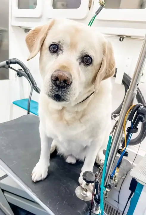 Small dog after mobile grooming