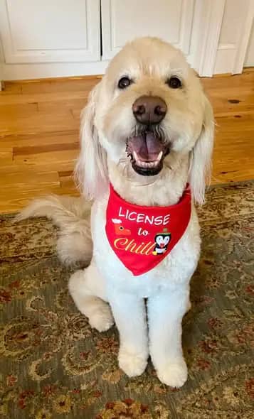 Additional groomed pet from Ana's Pet Services