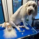 Recent NK Mobile Dog Grooming pet photo