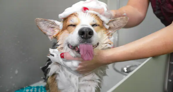 Blue Dog mobile pet grooming branding image