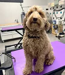 Before-groom photo from Tan's Paw Spa gallery